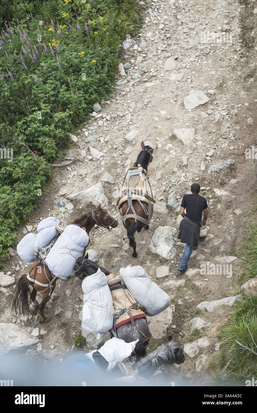 Des chevaux chargés de bagages grimpent le sentier de montagne. Ascenseur de montagne. Heure d'été Banque D'Images