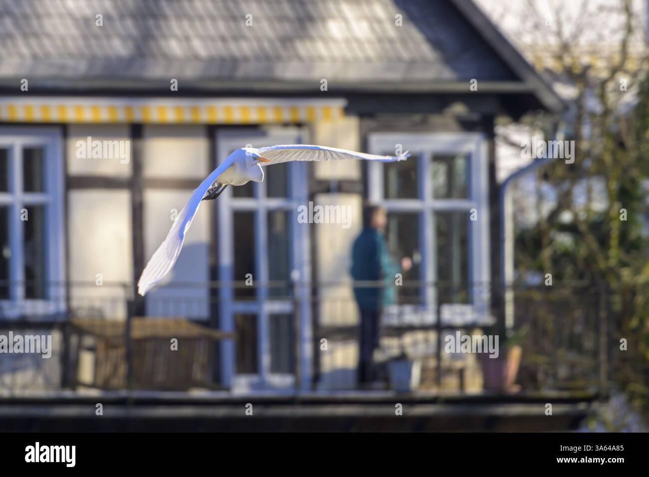 Une grande aigrette (Ardea alba) vole devant une maison tandis qu'une personne se tient sur le balcon, Guxhagen, Hesse, Allemagne, Europe Banque D'Images