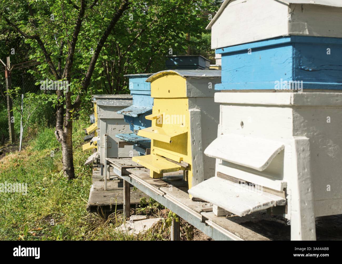 Essaim d'abeilles voler à ruche. La lumière du soleil Banque D'Images