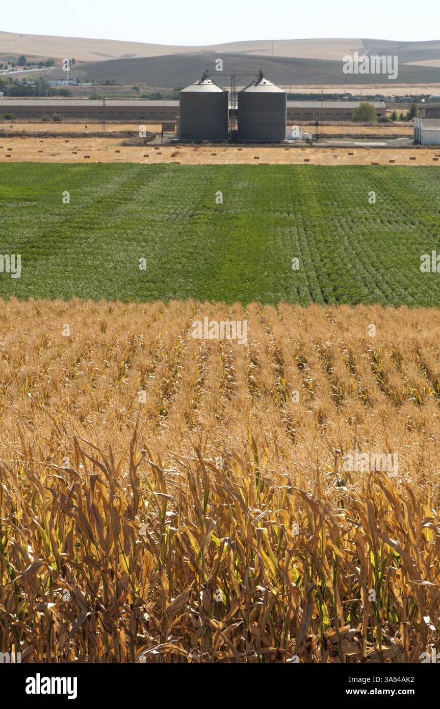 Plantation de maïs et de l'usine de traitement de l'usine pour moudre le grain Banque D'Images Plantation de maïs et de l'usine de traitement de l'usine pour moudre le grain Banque D'Images