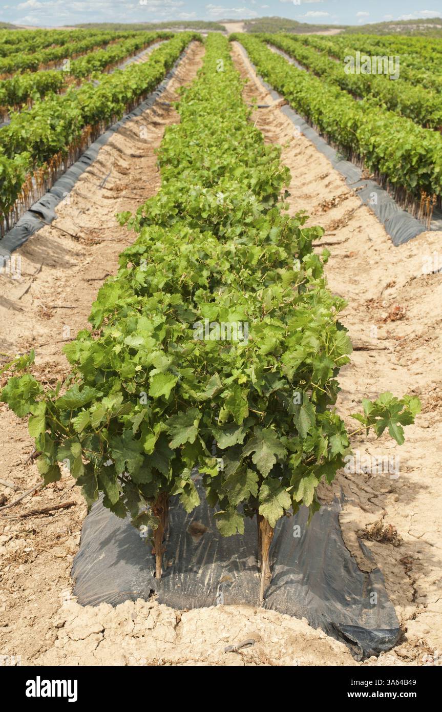 Jeunes vignobles en rangées. Semis de vignes. Greffe de vignes Banque D'Images