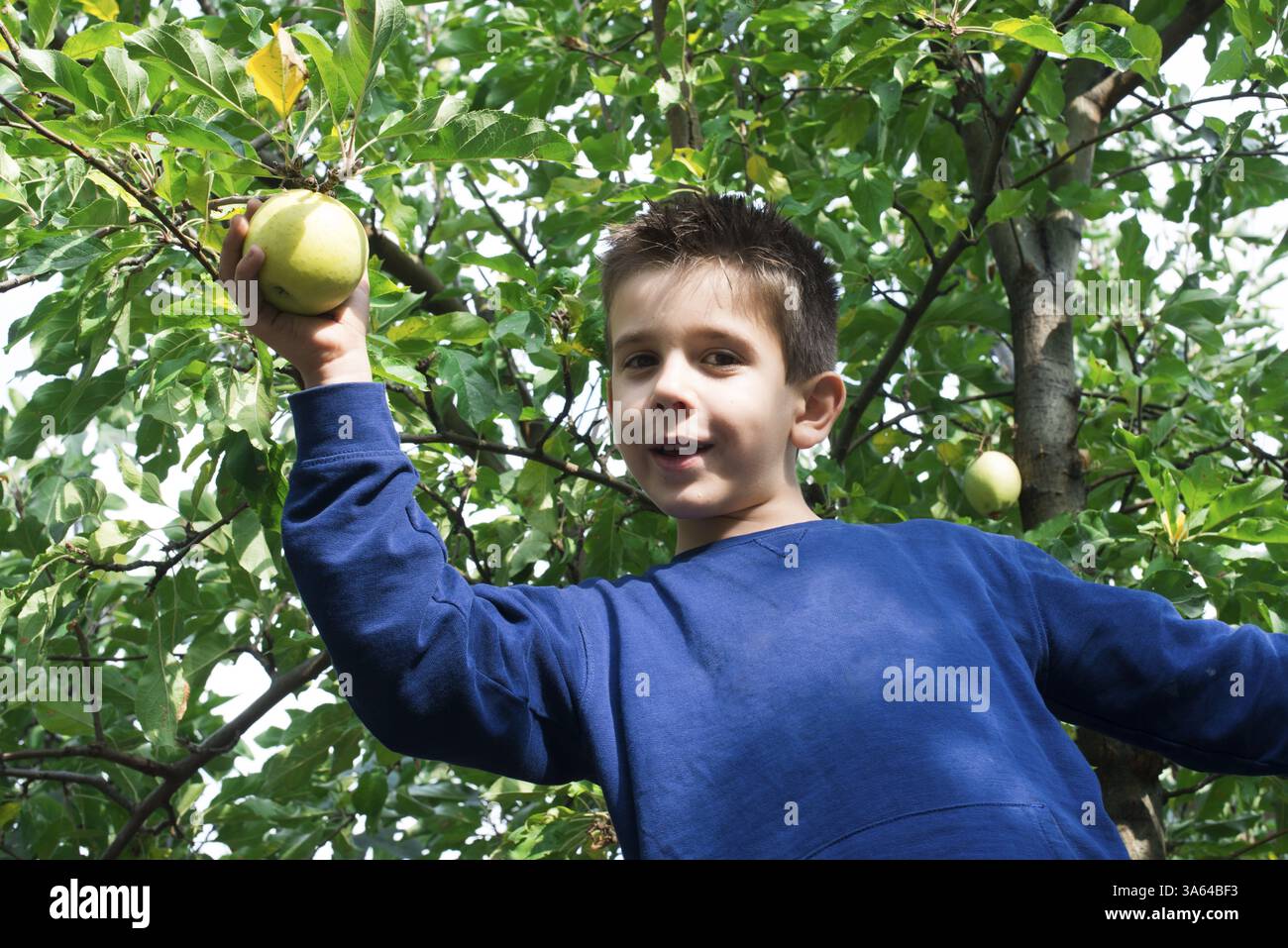 Sélection de l'enfant éteint vert pomme sur un arbre Banque D'Images