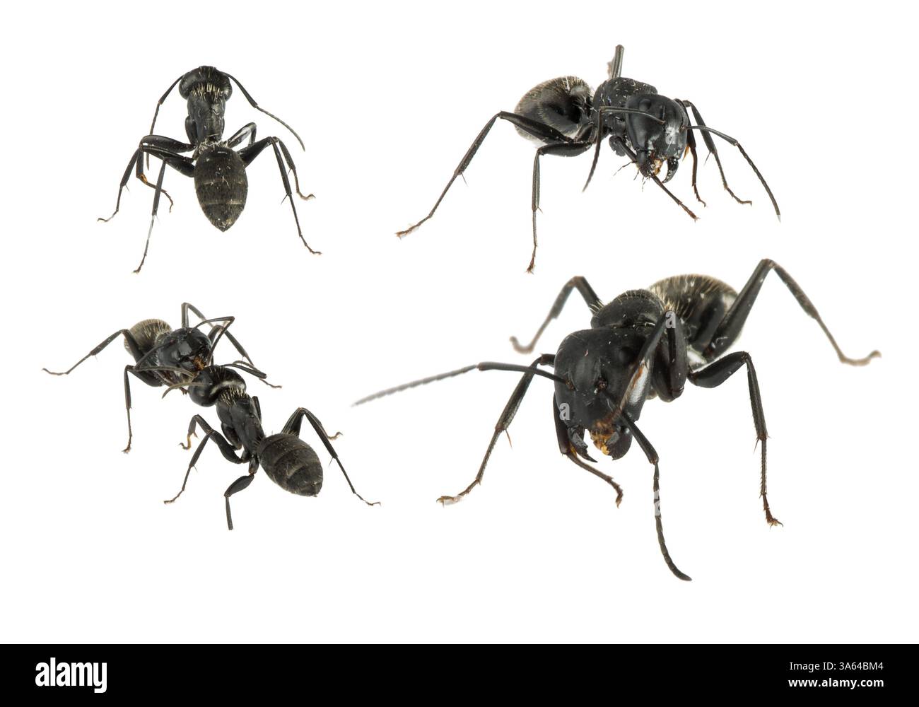 Fourmis noires isolées blanc studio shot Banque D'Images