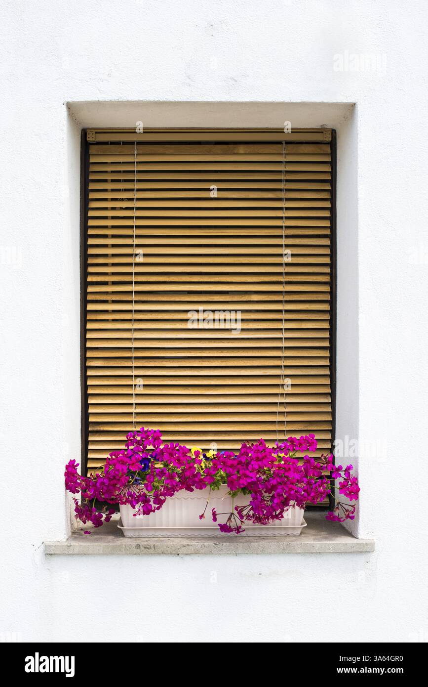 Mur Blanc et fenêtres de style vénitien avec des fleurs roses Banque D'Images