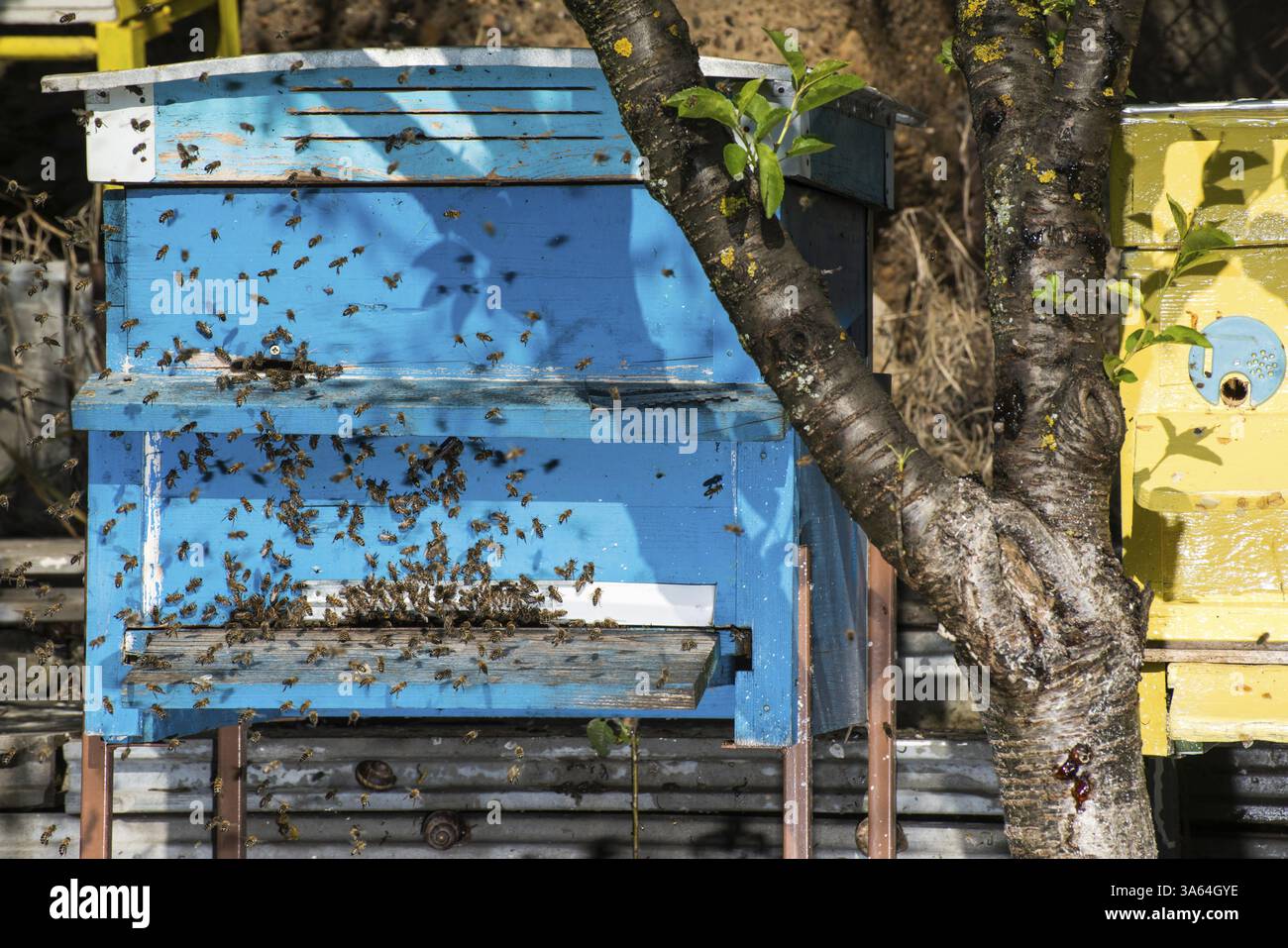 Essaim d'abeilles voler à ruche. La lumière du soleil Banque D'Images