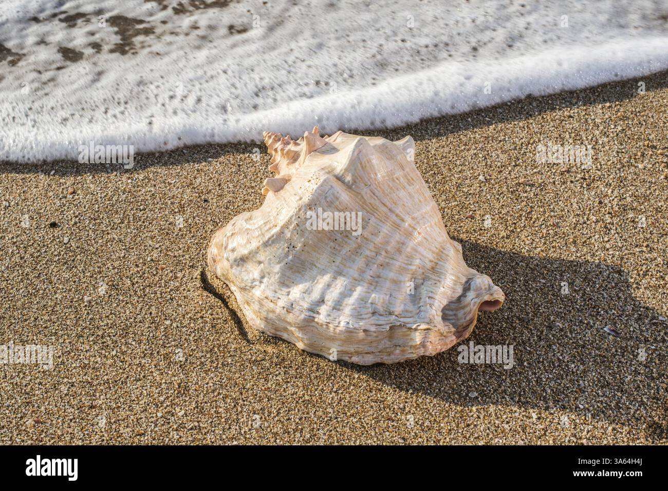 Coquillages sur la plage. La lumière du soleil Banque D'Images