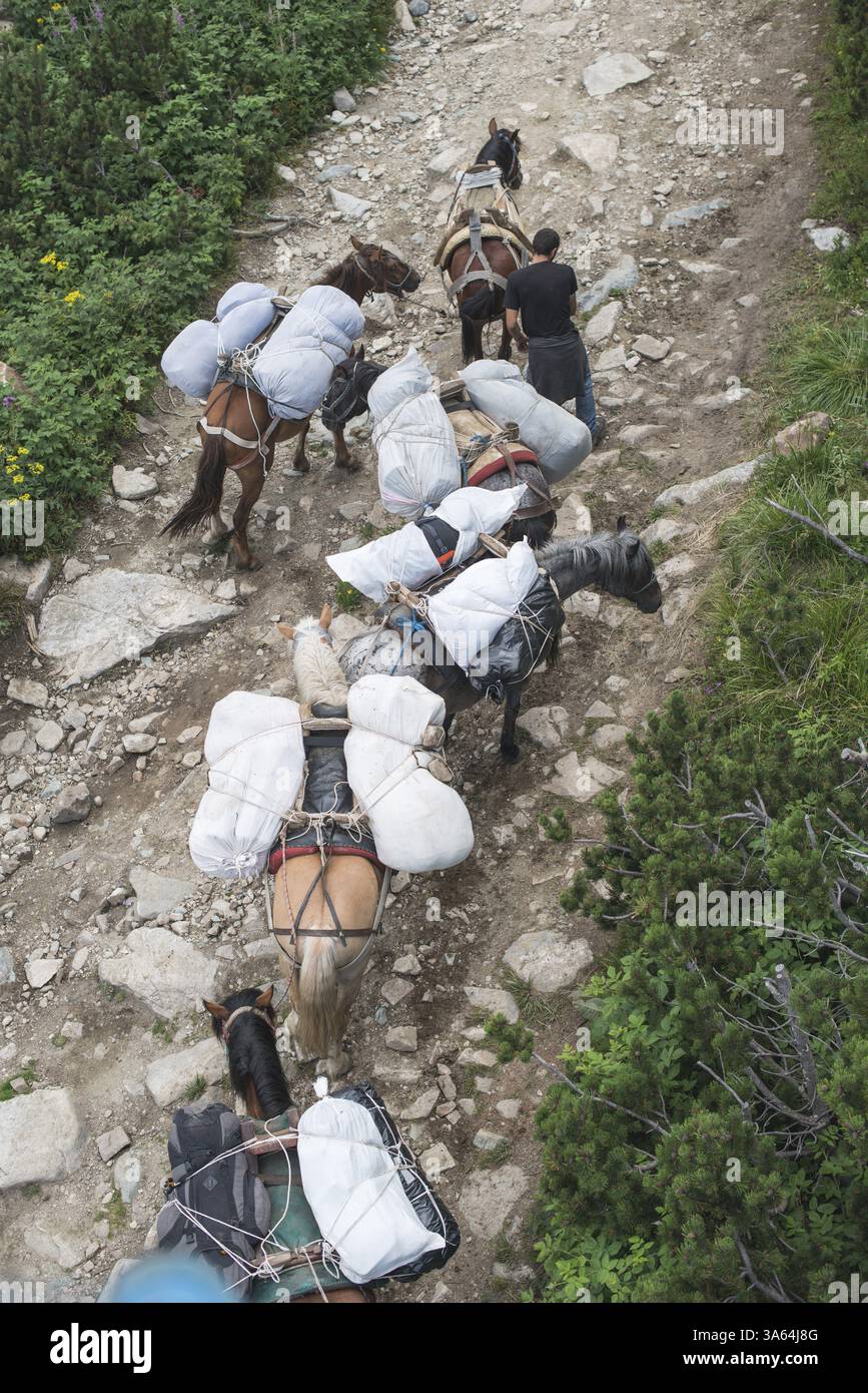 Des chevaux chargés de bagages grimpent le sentier de montagne. Ascenseur de montagne. Heure d'été Banque D'Images