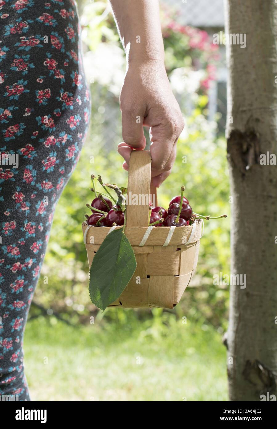 Femme cueillant des cerises avec panier dans le jardin Banque D'Images