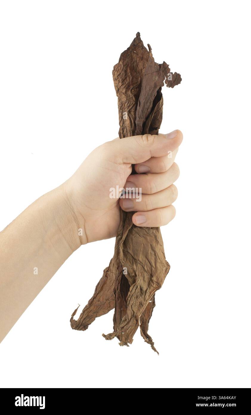 Main tenant des feuilles de tabac séchées.isolé blanc Banque D'Images