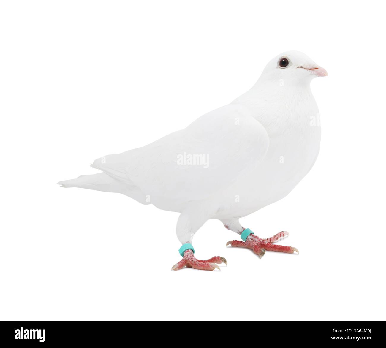 Une colombe sur fond blanc. Bel oiseau Banque D'Images