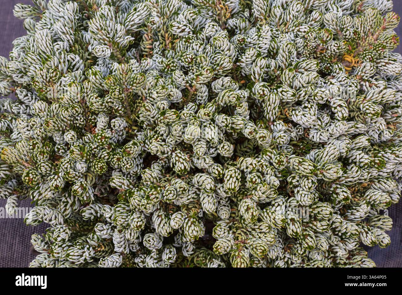 Vue de dessus du jeune Abies koreana 'Kohouts Ice Breaker' - sapin coréen avec des feuilles teintées blanches en automne. Banque D'Images