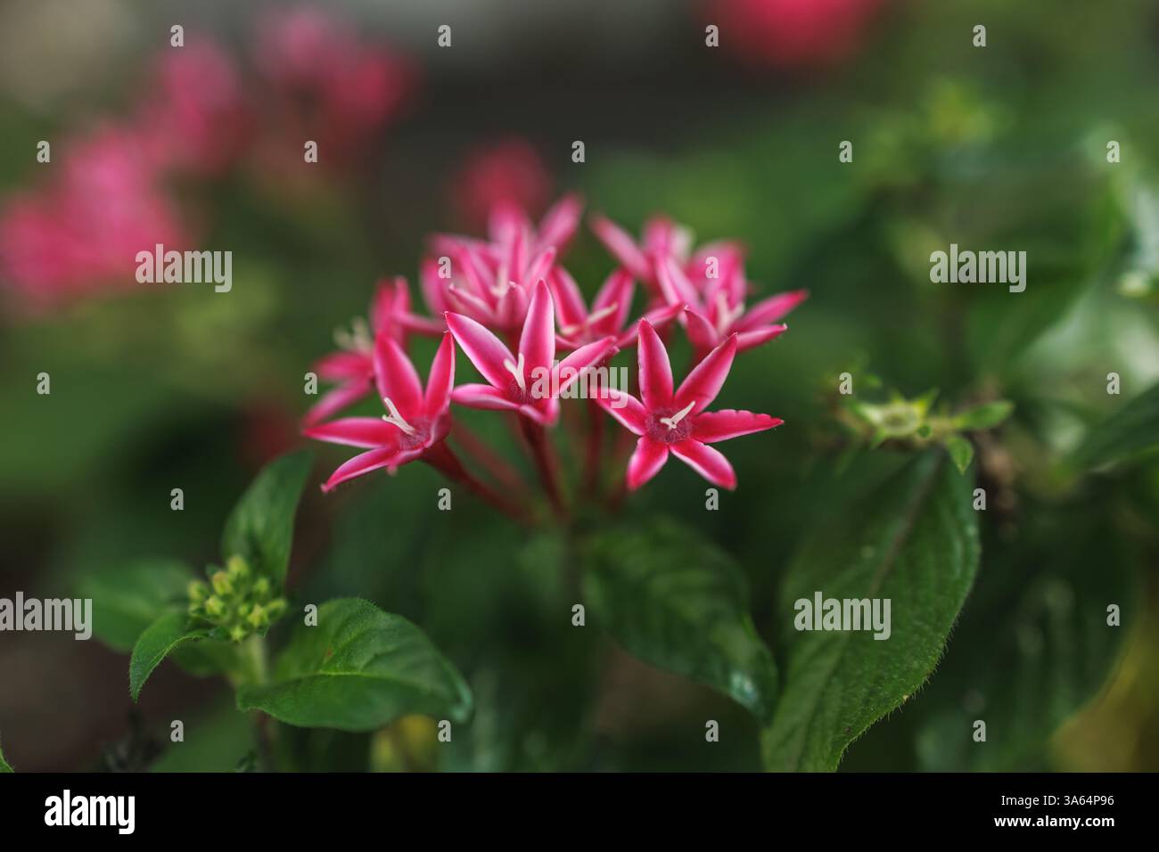 Amas d'étoiles égyptiennes en fleurs, déploie ses pétales roses éclatants garnis de blanc comme s'ils invitaient les passants à jeter un coup d'œil à sa beauté. Banque D'Images