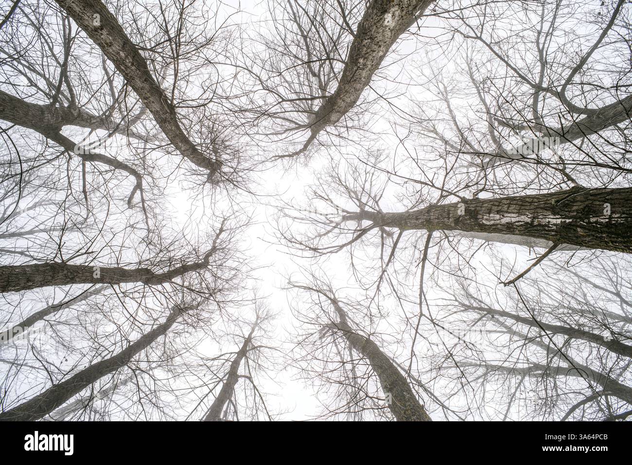 Grands arbres dans le brouillard. Et le brouillard de la forêt Banque D'Images Grands arbres dans le brouillard. Et le brouillard de la forêt Banque D'Images
