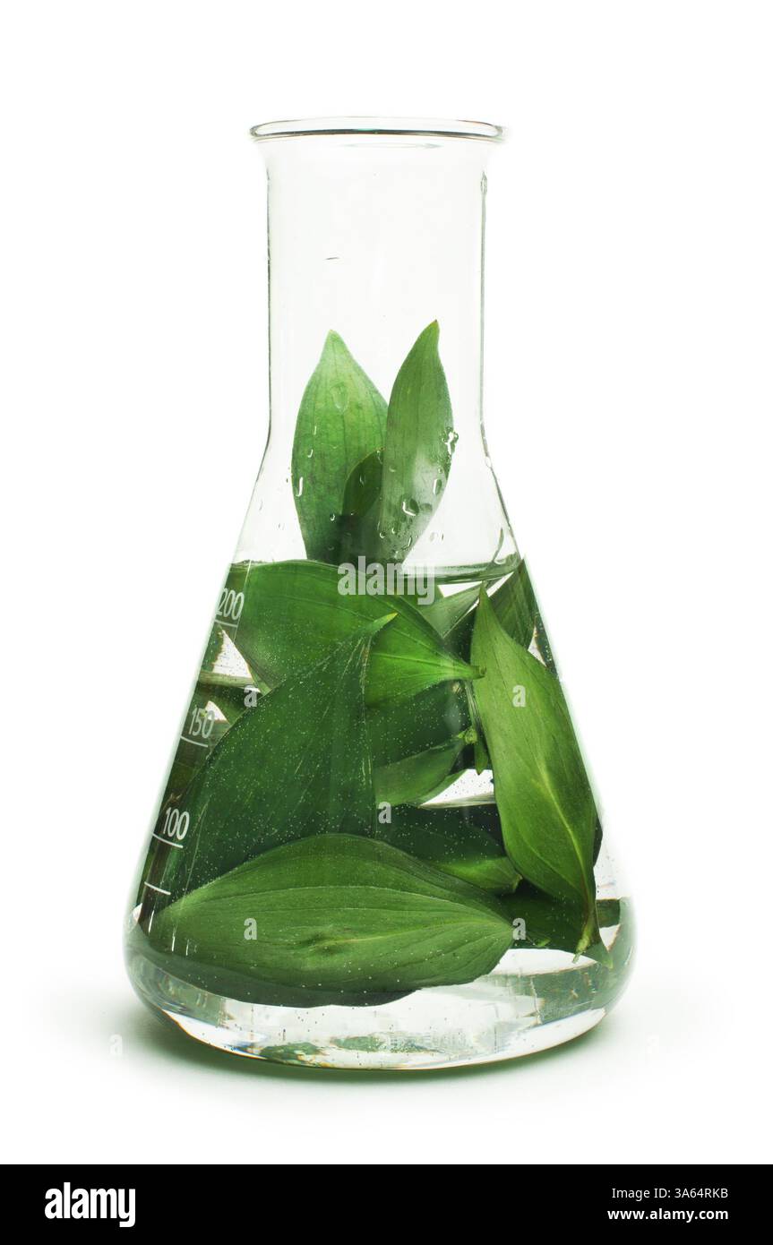 Les plantes vertes dans l'équipement de laboratoire sur fond blanc Banque D'Images