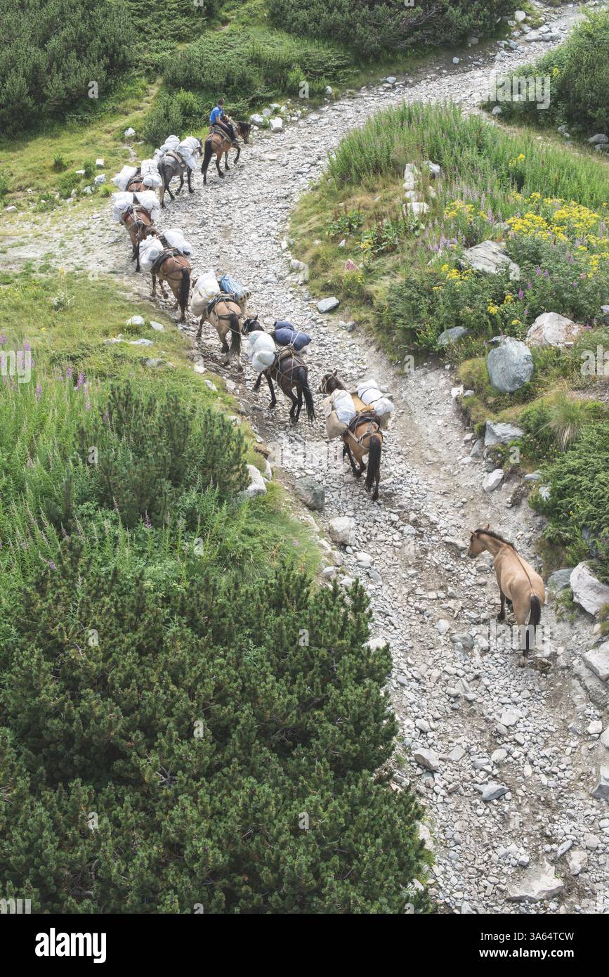 Des chevaux chargés de bagages grimpent le sentier de montagne. Ascenseur de montagne. Heure d'été Banque D'Images