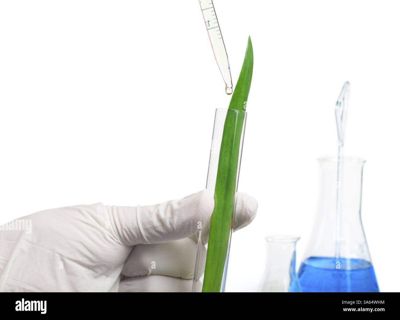 Les plantes vertes dans l'équipement de laboratoire sur fond blanc Banque D'Images