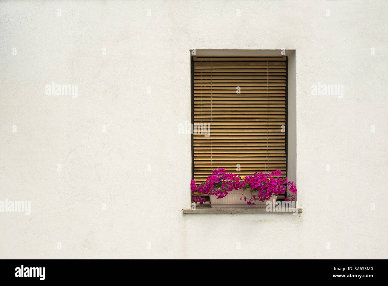 Mur Blanc et fenêtres de style vénitien avec des fleurs roses Banque D'Images
