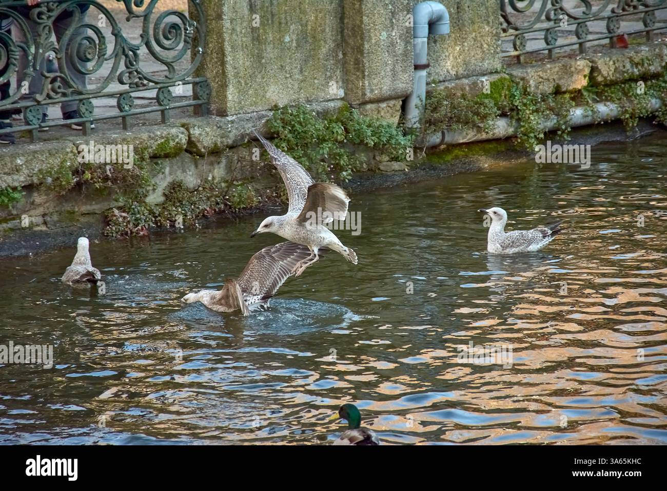 Une image pleine d'action capturant des mouettes en plein vol et nageant sur l'étang tranquille de Castrelos Park, situé à Vigo, en Espagne. La photographie sh Banque D'Images