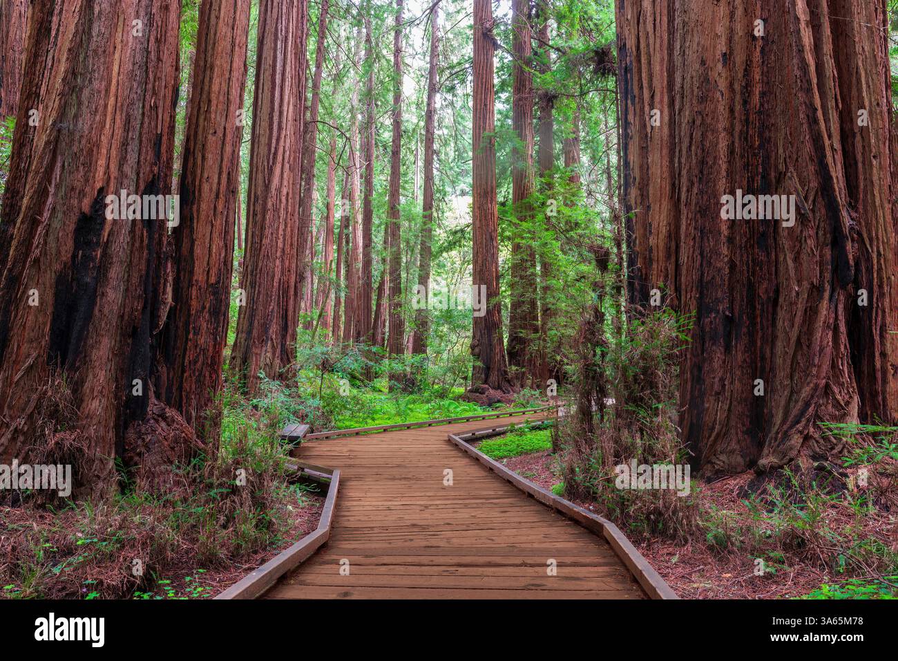 Old Growth Coast Redwood Trees via le sentier Boardwalk. Monument national de Muir Woods, comté de Marin, Californie, États-Unis. Banque D'Images