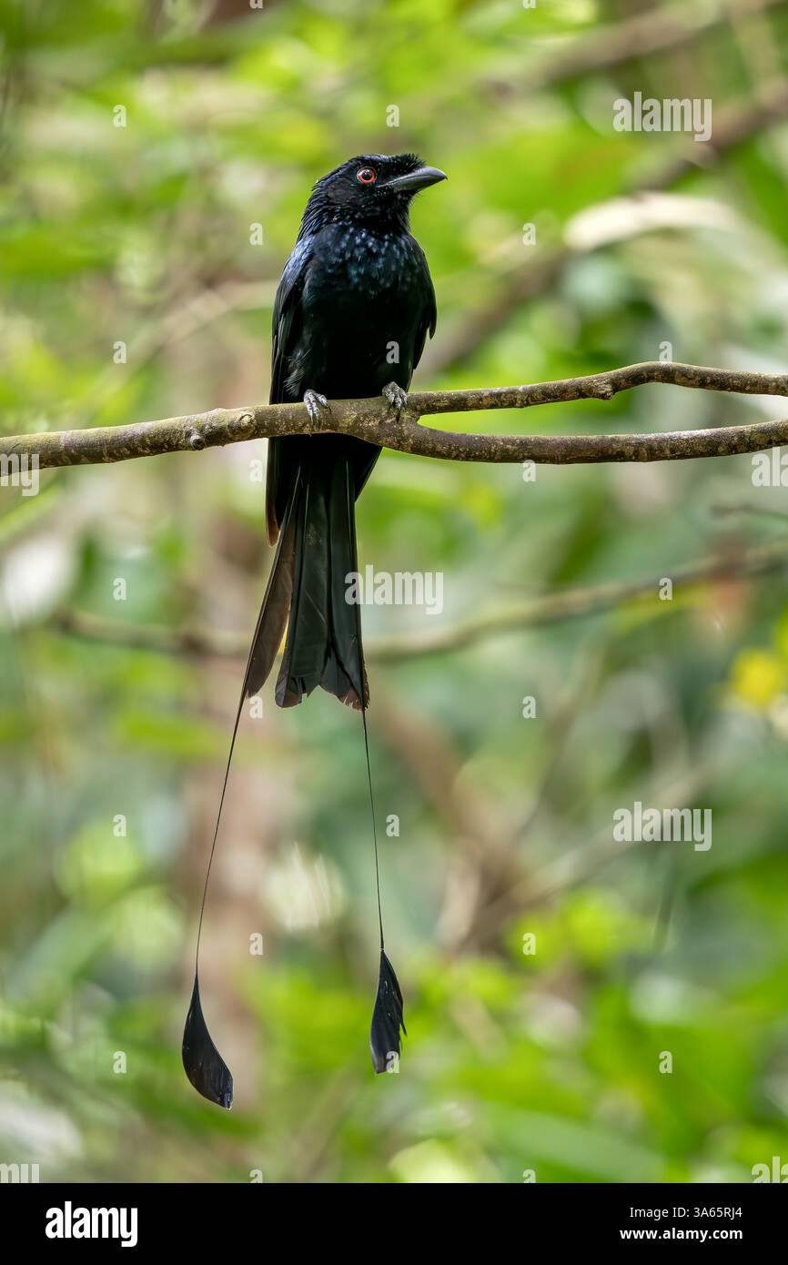 Plus grand Drongo à queue raquette - Dicrurus paradiseus, oiseau perché noir emblématique des forêts et des bois d'Asie du Sud-est, Bishan, Singapour. Banque D'Images