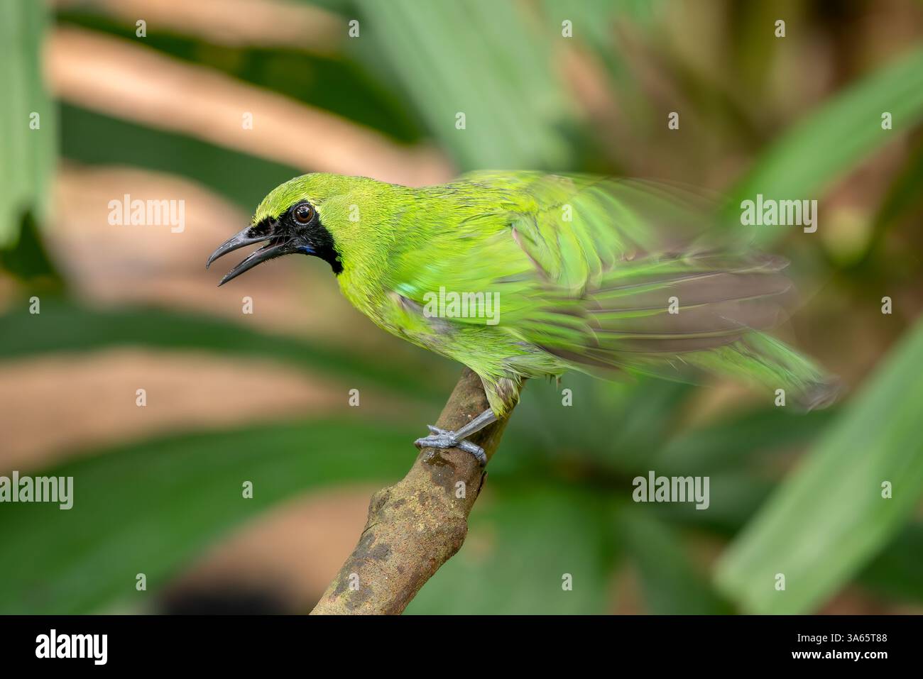 Greater Green Leafbird - Chloropsis sonnerati, bel oiseau perché coloré forme les forêts tropicales de l'Asie du Sud-est, Indonésie. Banque D'Images
