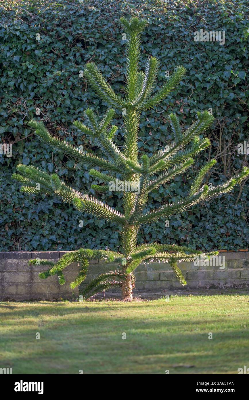 Image vivante d'un jeune arbre de puzzle de singe en plein soleil dans un environnement de jardin avec des murs couverts de lierre, entouré de verdure Banque D'Images