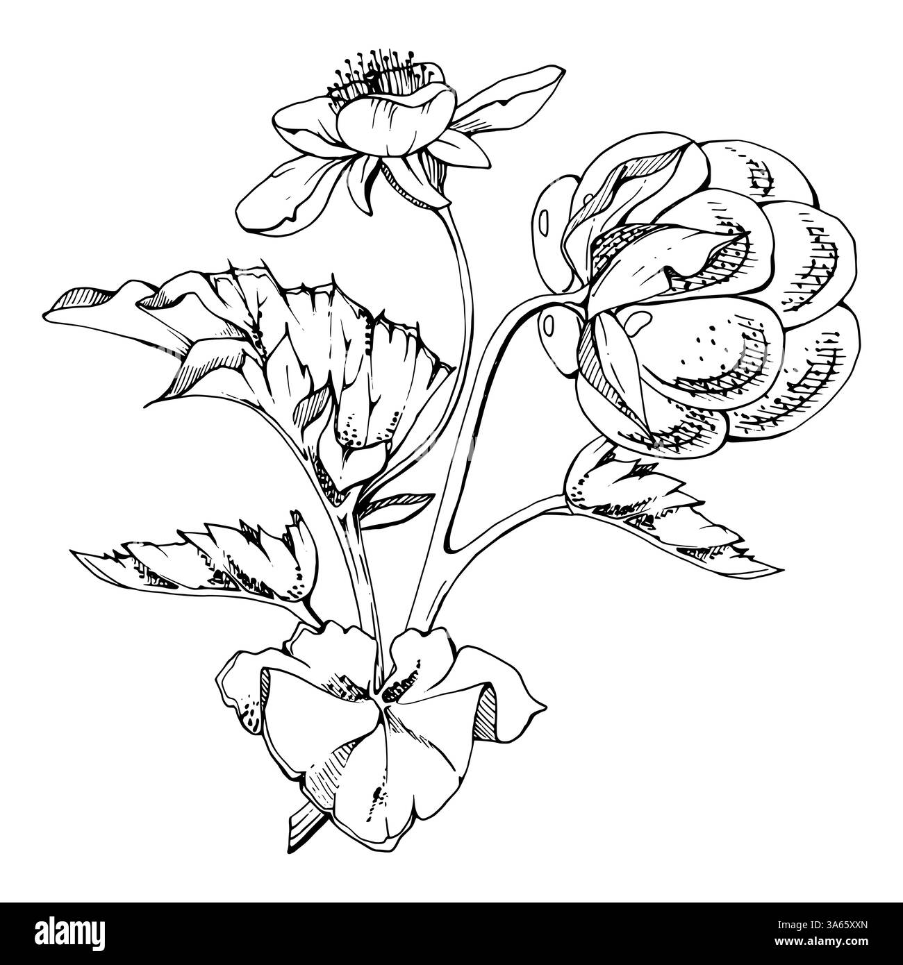 Framboise cloudberry avec des fleurs blanches, encre vectorielle dessinée à la main, baie de forêt scandinave mûre sur les tiges. Illustration botanique isolée boutonnière Illustration de Vecteur