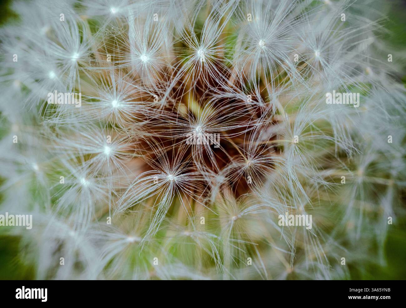Un gros plan de graines de pissenlit individuelles, chacune avec leurs cordes fines et soyeuses attachées, prêtes à voler dans l'air doux du printemps Banque D'Images