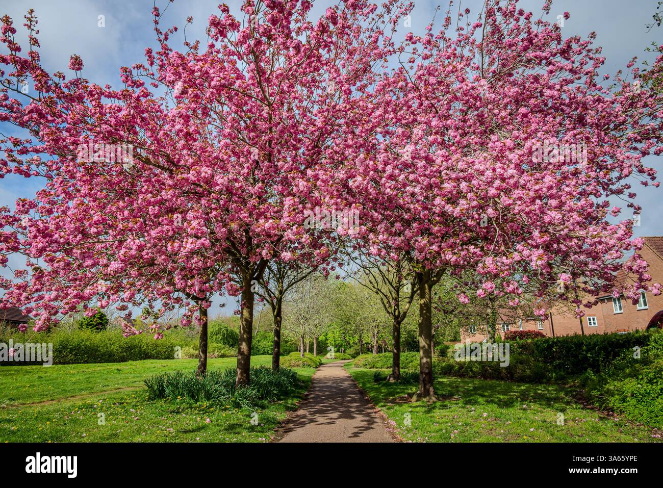 Un sentier pédestre dans un village britannique passe sous un petit groupe de cerisiers roses en fleurs, leurs pétales vibrants dans l'air du printemps 3 Banque D'Images