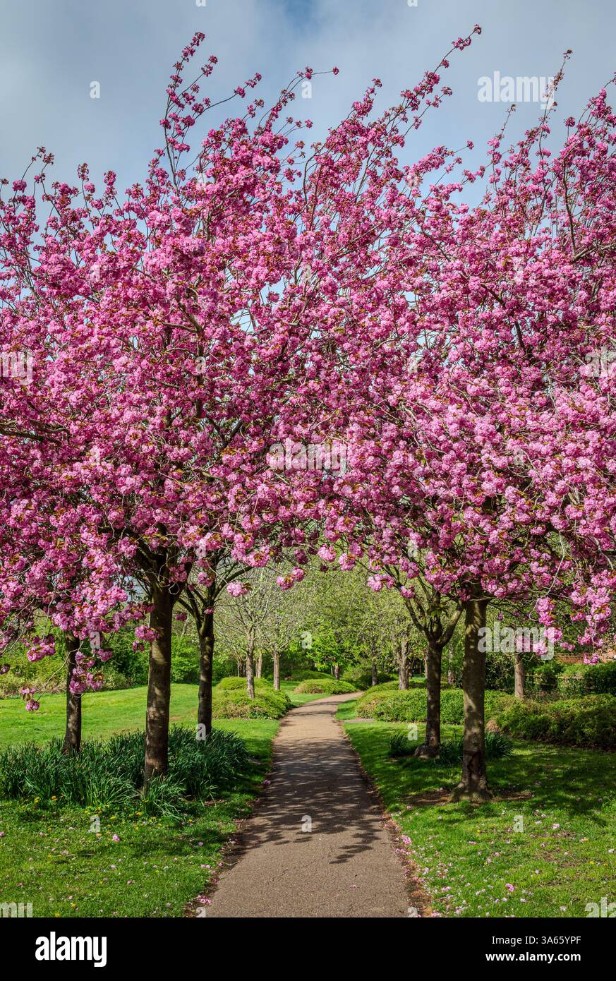 Un sentier passe sous un petit groupe de cerisiers roses en fleurs, leurs pétales délicats formant une canopée printanière vibrante - verticale 1 Banque D'Images