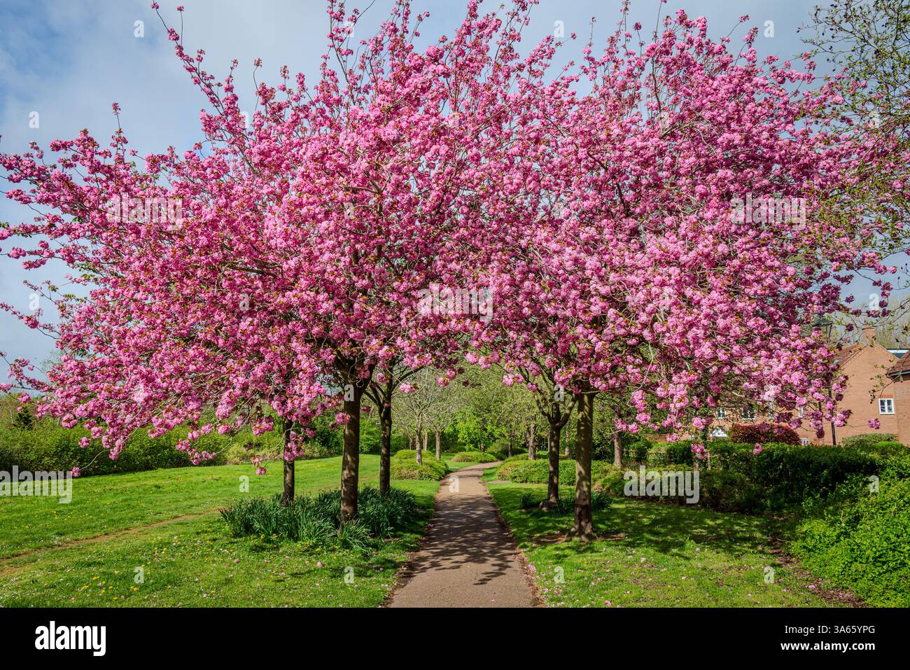 Un sentier dans un village britannique passe sous un petit groupe de cerisiers roses en fleurs, leurs pétales vibrants dans l'air du printemps 2 Banque D'Images