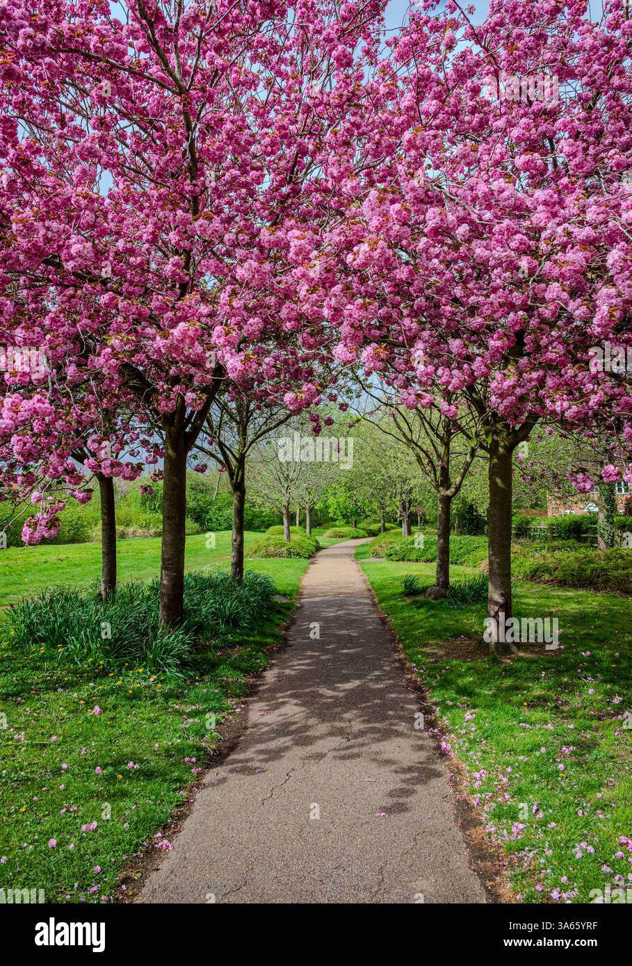 Un sentier passe sous un petit groupe de cerisiers roses en fleurs, leurs pétales délicats formant une canopée printanière vibrante - verticale 2 Banque D'Images