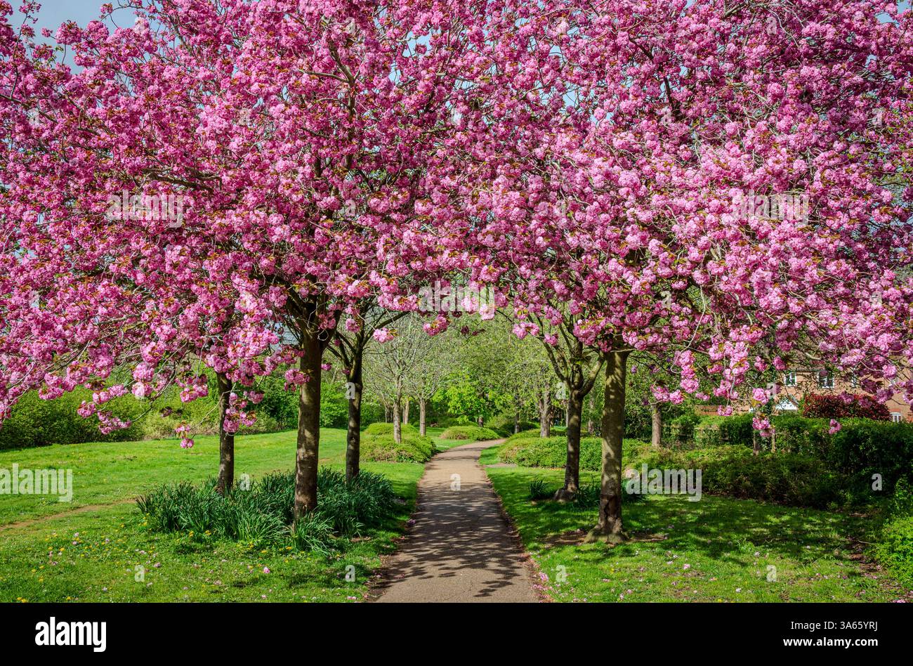 Un petit groupe de cerisiers roses en fleurs se dresse à côté d'un sentier, leurs pétales vibrants arquant doucement le chemin au printemps 1 Banque D'Images
