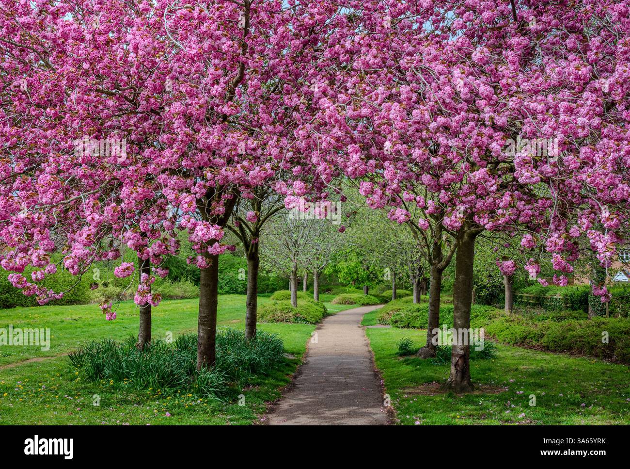 Un petit groupe de cerisiers roses en fleurs se dresse à côté d'un sentier, leurs pétales vibrants s'arquant doucement sur le chemin au printemps 2 Banque D'Images