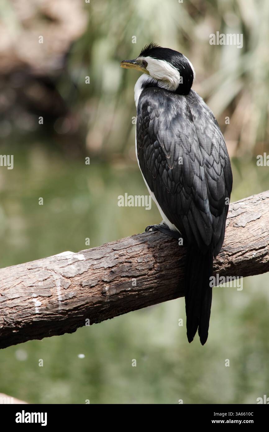 Le Cormorant à pied est un oiseau de taille moyenne avec des ailes noires et une queue noire. Il a un visage et une poitrine blancs. Banque D'Images