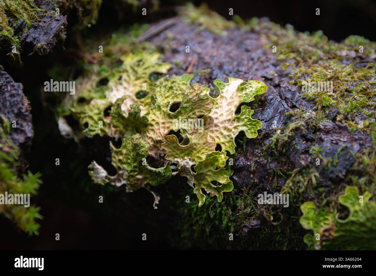Lobaria pulmonaria (armoise pulmonaire d'arbre, lichen pulmonaire, mousse pulmonaire, lichen d'armoise pulmonaire) lichen en forme de feuille Banque D'Images