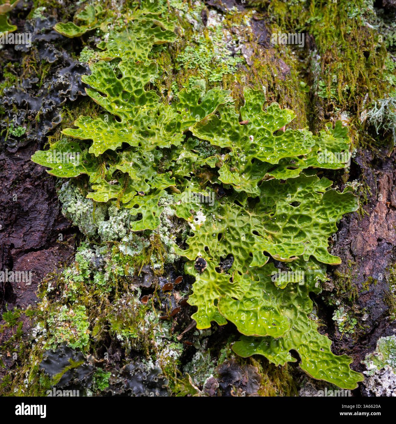 Lobaria pulmonaria (armoise pulmonaire d'arbre, lichen pulmonaire, mousse pulmonaire, lichen d'armoise pulmonaire) lichen en forme de feuille Banque D'Images