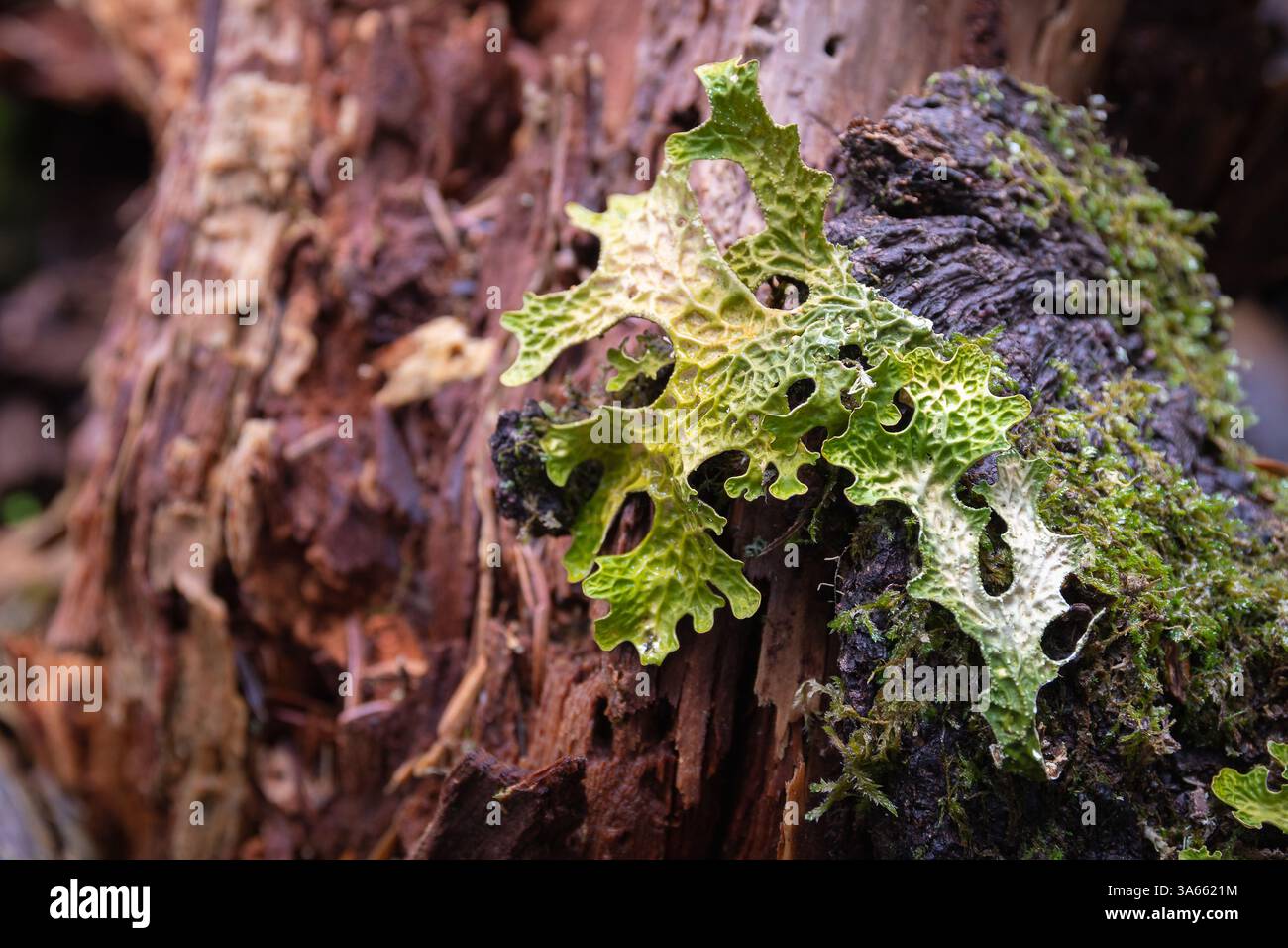 Lobaria pulmonaria (armoise pulmonaire d'arbre, lichen pulmonaire, mousse pulmonaire, lichen d'armoise pulmonaire) lichen en forme de feuille Banque D'Images