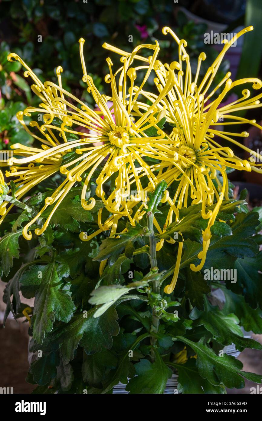 Fleurs d'araignée jaune de chrysanthème dans le jardin Banque D'Images