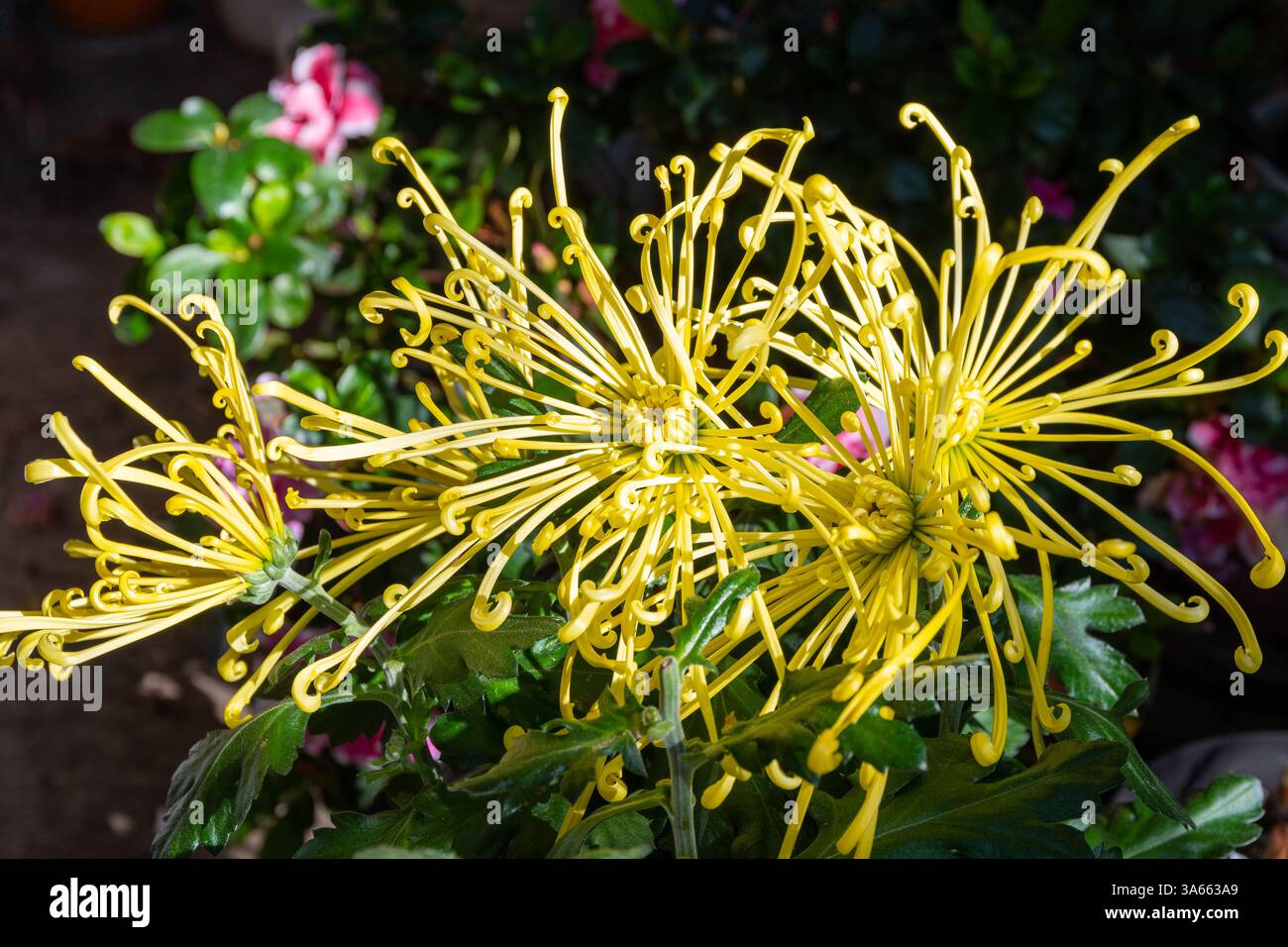Fleurs d'araignée jaune de chrysanthème dans le jardin Banque D'Images