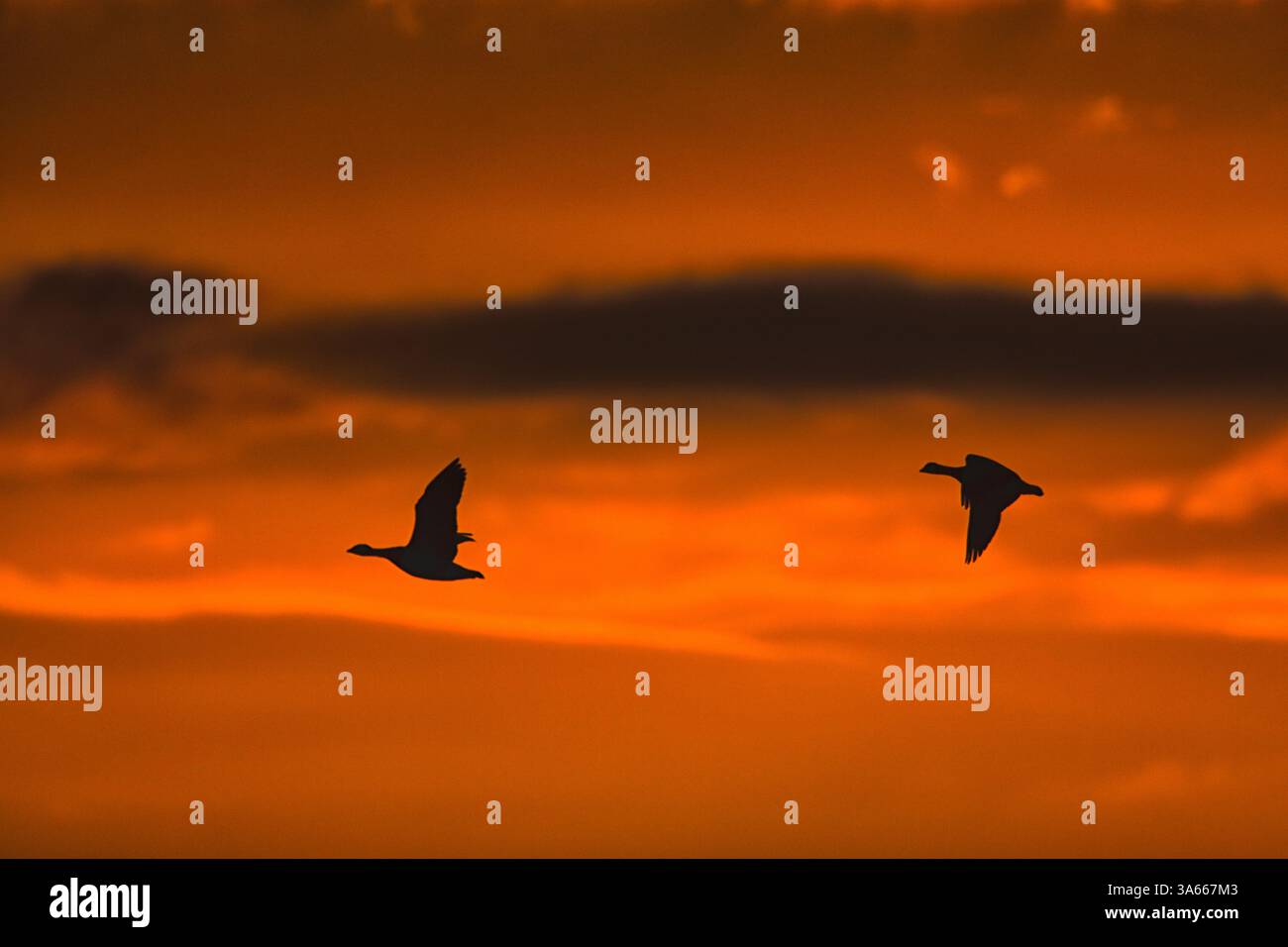 Oies migrantes volant contre un ciel de coucher de soleil vibrant en automne Banque D'Images