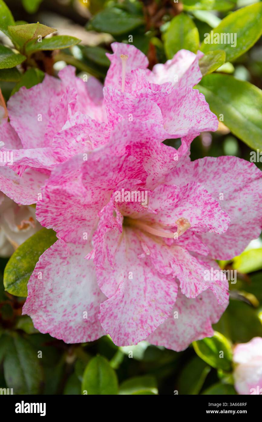 Azalée (Rhododendron) avec détail de fleurs blanches roses Banque D'Images