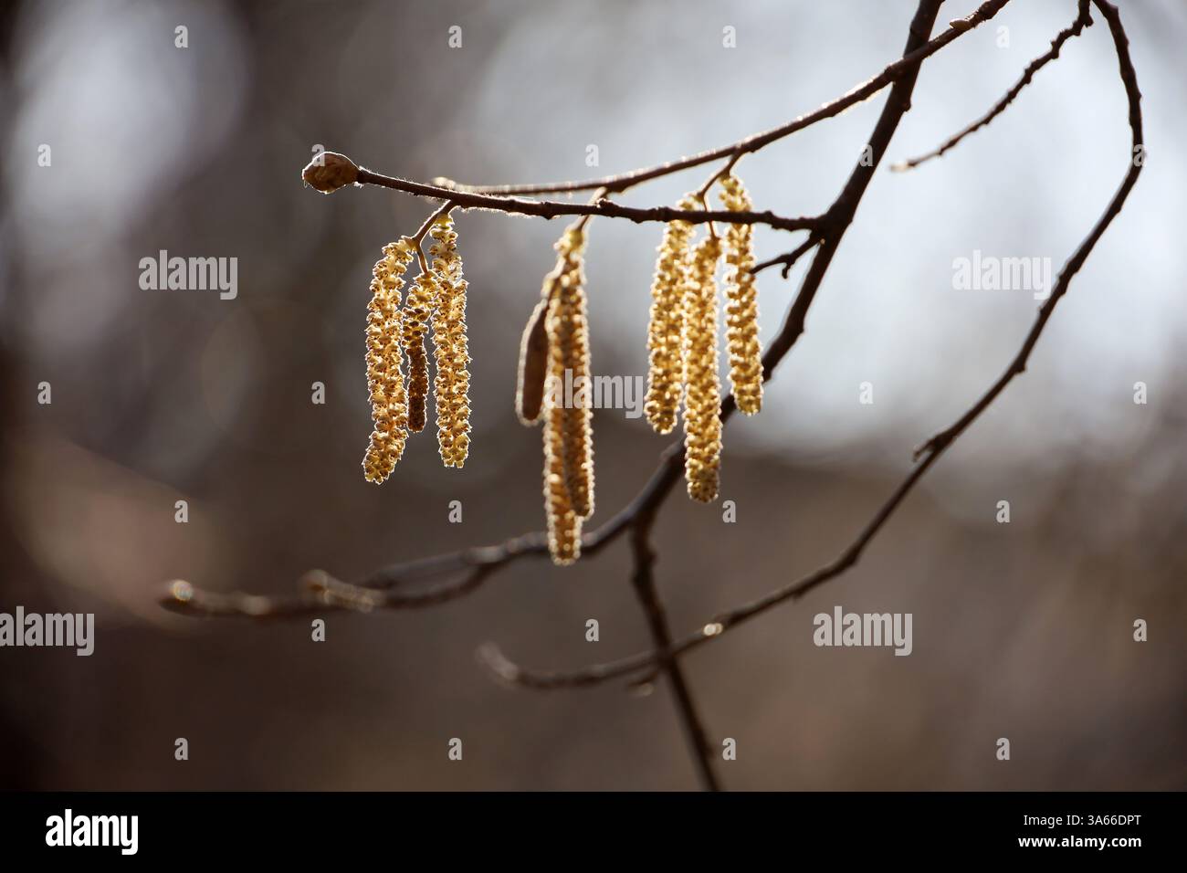 Hazel chatons sur une branche d'arbre. Forêt au début du printemps, plantes allergènes Banque D'Images