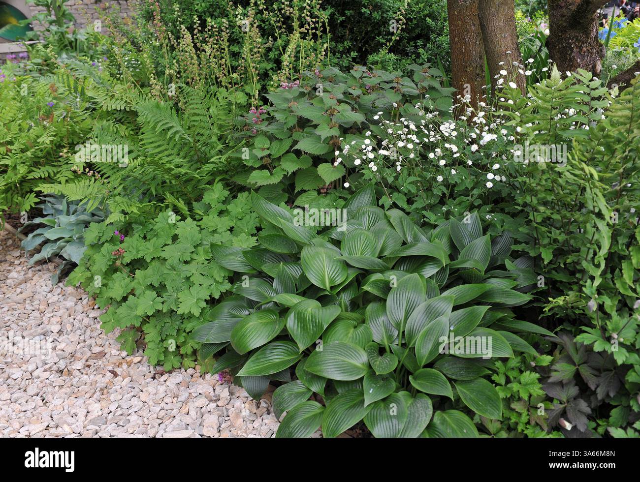 Bordure de plantes herbacées dans un jardin ombragé en mai 2017 Banque D'Images