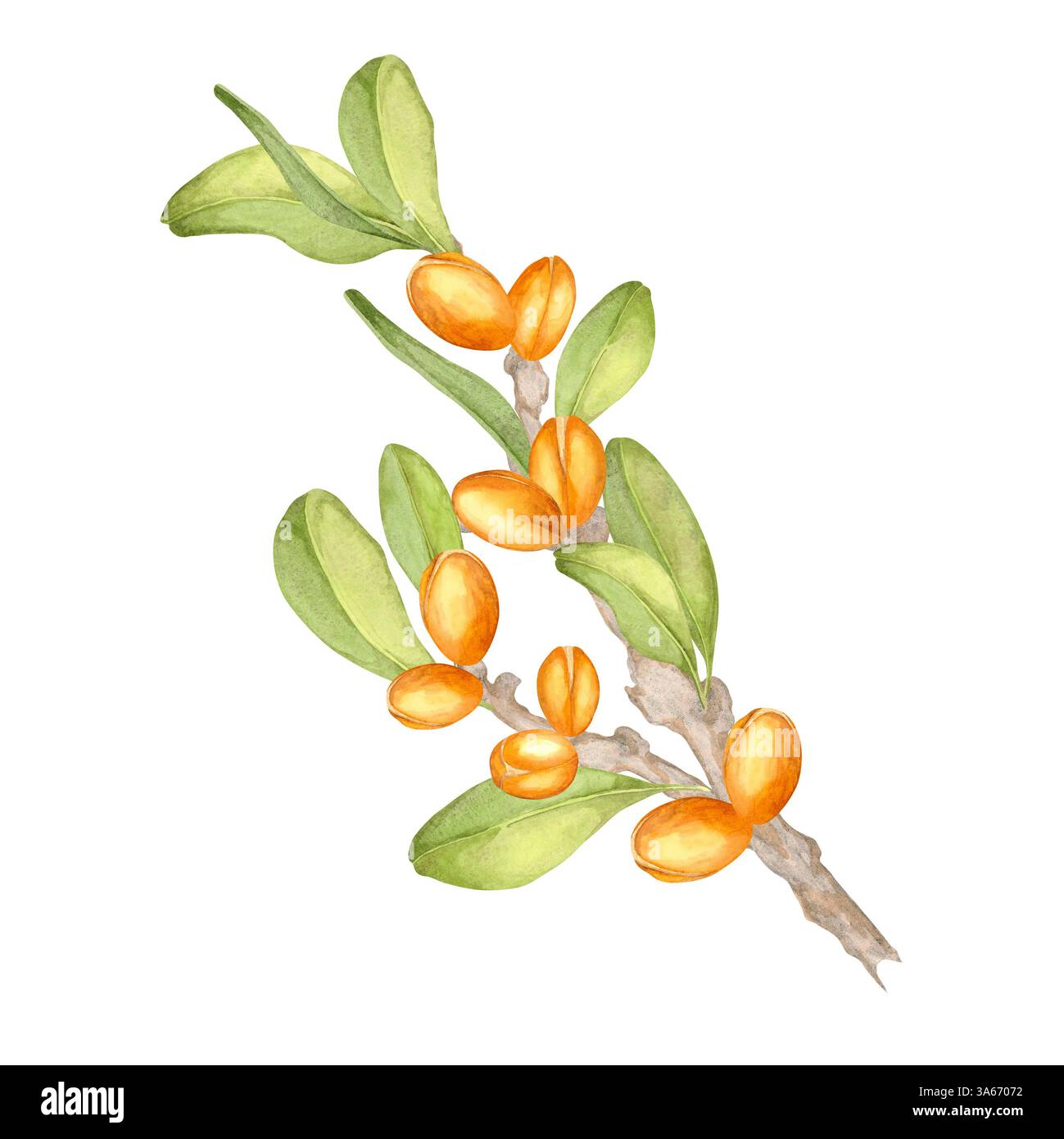 Branche d'argan élancée avec des fruits oranges et des feuilles vertes luxuriantes. Clipart d'aquarelle botanique. Idéal pour une utilisation dans les motifs à thème écologique, la marque de produit et les conceptions promotionnelles pour les produits de soin de la peau. Banque D'Images