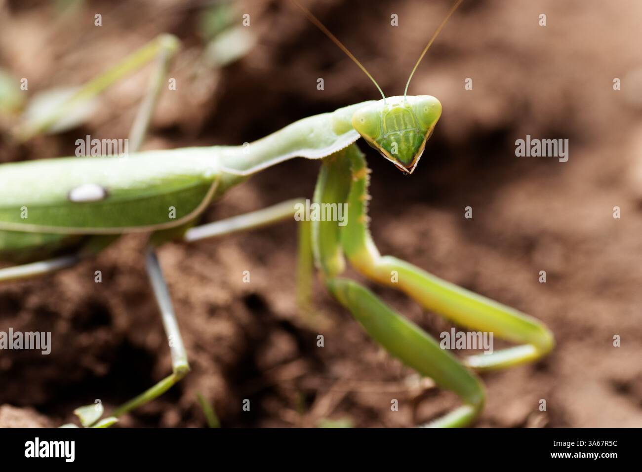 Gros plan d'une seule Mantis africaine géante (Sphodromantis viridis) Banque D'Images