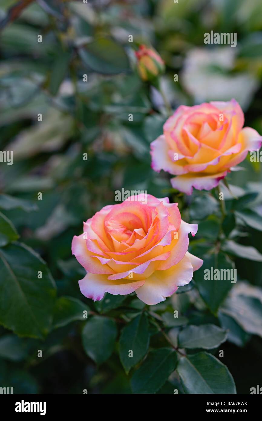 Image captivante de deux roses roses roses et jaunes vibrantes en pleine floraison sur un feuillage vert luxuriant. Recadrage vertical. Banque D'Images