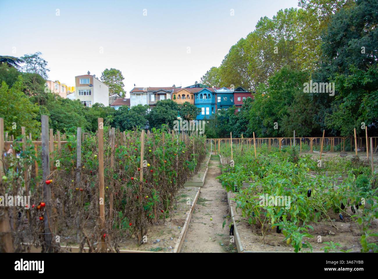 Üsküdar, Turquie, jardin communautaire avec des maisons traditionnelles en bois. Banque D'Images