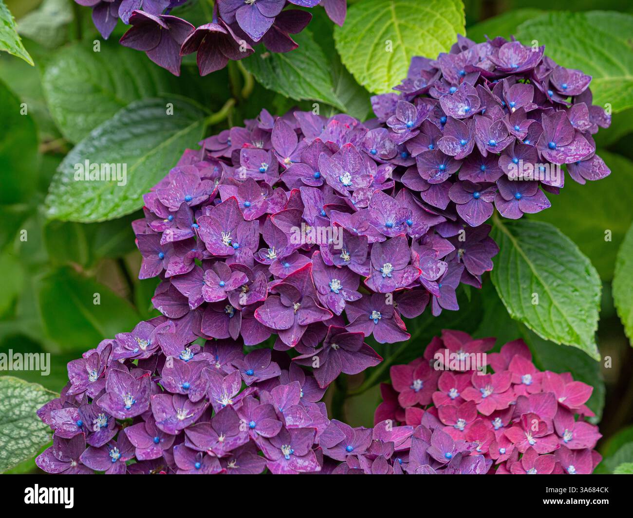 Gros plan de gouttes de pluie sur les pétales d'Hydrangea « Purple Triumph » dans un jardin britannique Banque D'Images Gros plan de gouttes de pluie sur les pétales d'Hydrangea « Purple Triumph » dans un jardin britannique Banque D'Images