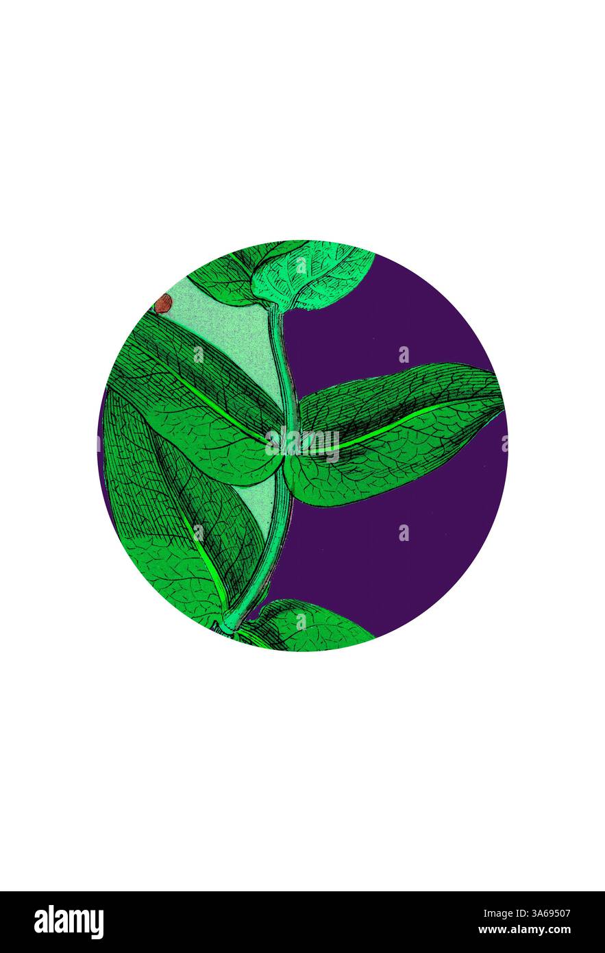 Une plante verte vibrante avec des feuilles texturées contraste avec un fond violet profond, créant un visuel saisissant de la beauté de la nature. Art classique avec une touche moderne réinventé par Artotop, transformé Lonicera Periclymenum, Common Woodbine Banque D'Images Une plante verte vibrante avec des feuilles texturées contraste avec un fond violet profond, créant un visuel saisissant de la beauté de la nature. Art classique avec une touche moderne réinventé par Artotop, transformé Lonicera Periclymenum, Common Woodbine Banque D'Images